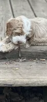 Cockapoo female, a female Cocker Spaniel and Poodle - Standard  for sale in Albion, NY – 9 of 10