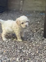 Cockapoo, a male Cocker Spaniel and Poodle - Miniature  for sale in Albion, NY – 9 of 10