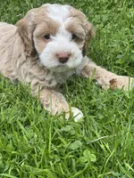 Cockapoo female, a female Cocker Spaniel and Poodle - Standard  for sale in Albion, NY – 3 of 10