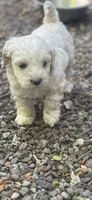 Cockapoo, a male Cocker Spaniel and Poodle - Miniature  for sale in Albion, NY – 10 of 10