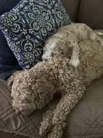 Cockapoo female, a female Cocker Spaniel and Poodle - Standard  for sale in Albion, NY – 2 of 10