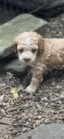 Cockapoo, a female Cocker Spaniel and Poodle - Miniature  for sale in Albion, NY – 6 of 10