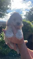 Cockapoo, a female Cocker Spaniel and Poodle - Miniature  for sale in Albion, NY – 2 of 6