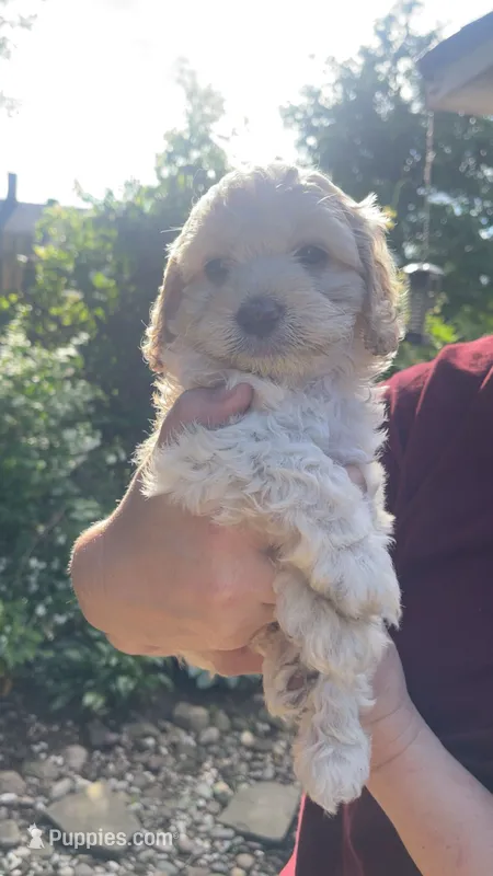 Cockapoo – Cocker Spaniel, Poodle - Miniature  puppy for sale in Albion, NY