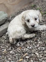 Cockapoo, a female Cocker Spaniel and Poodle - Miniature  for sale in Albion, NY – 3 of 8