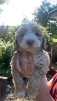 Cockapoo, a male Cocker Spaniel and Poodle - Miniature  for sale in Albion, NY – 2 of 10