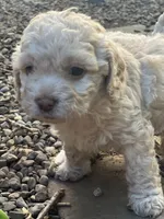 Cockapoo, a male Cocker Spaniel and Poodle - Miniature  for sale in Albion, NY – 7 of 10