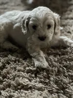 Cockapoo, a male Cocker Spaniel and Poodle - Miniature  for sale in Albion, NY – 5 of 10