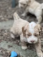 Cockapoo, a male Cocker Spaniel and Poodle - Miniature  for sale in Albion, NY – 7 of 10