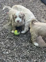 Cockapoo, a male Cocker Spaniel and Poodle - Miniature  for sale in Albion, NY – 3 of 10