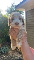 Cockapoo, a female Cocker Spaniel and Poodle - Miniature  for sale in Albion, NY – 1 of 10