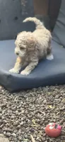 Cockapoo, a female Cocker Spaniel and Poodle - Miniature  for sale in Albion, NY – 8 of 10