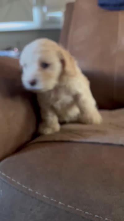 Cockapoo, a male Cocker Spaniel and Poodle - Miniature  for sale in Albion, NY – 10 of 10