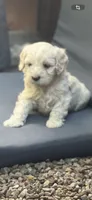 Cockapoo, a male Cocker Spaniel and Poodle - Miniature  for sale in Albion, NY – 6 of 10