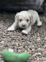 Cockapoo, a male Cocker Spaniel and Poodle - Miniature  for sale in Albion, NY – 7 of 10