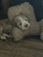 Cockapoo, a female Cocker Spaniel and Poodle - Miniature  for sale in Albion, NY – 3 of 10