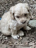 Cockapoo, a female Cocker Spaniel and Poodle - Miniature  for sale in Albion, NY – 4 of 8