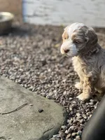 Cockapoo, a male Cocker Spaniel and Poodle - Miniature  for sale in Albion, NY – 8 of 10