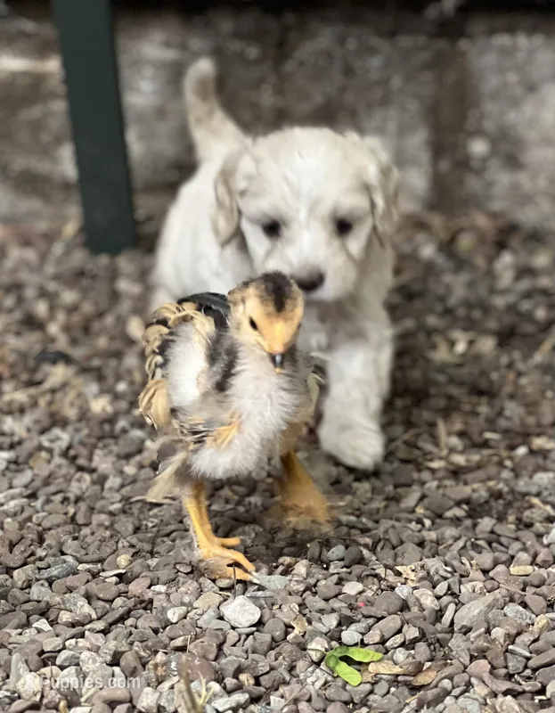 Cockapoo – Cocker Spaniel, Poodle - Miniature  puppy for sale in Albion, NY