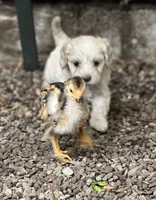 Cockapoo, a female Cocker Spaniel and Poodle - Miniature  for sale in Albion, NY – 1 of 6