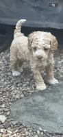 Cockapoo, a female Cocker Spaniel and Poodle - Miniature  for sale in Albion, NY – 9 of 10