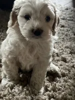 Cockapoo, a male Cocker Spaniel and Poodle - Miniature  for sale in Albion, NY – 3 of 10