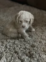 Cockapoo, a female Cocker Spaniel and Poodle - Miniature  for sale in Albion, NY – 4 of 6