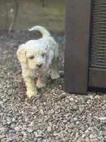 Cockapoo, a male Cocker Spaniel and Poodle - Miniature  for sale in Albion, NY – 3 of 10