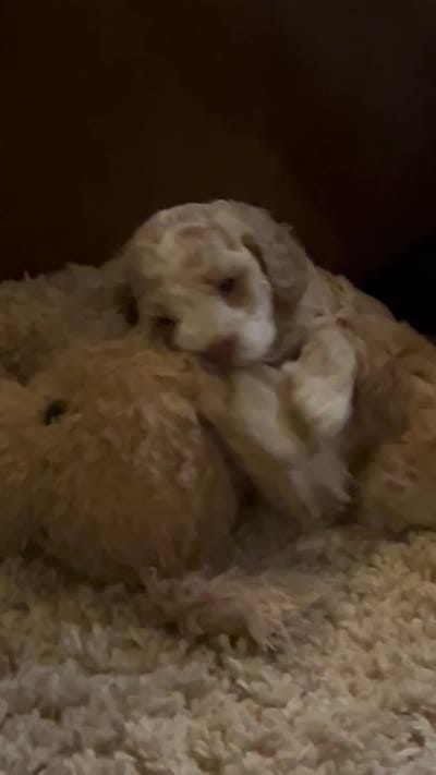 Cockapoo, a female Cocker Spaniel and Poodle - Miniature  for sale in Albion, NY – 10 of 10