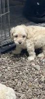 Cockapoo, a male Cocker Spaniel and Poodle - Miniature  for sale in Albion, NY – 6 of 10