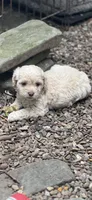 Cockapoo, a female Cocker Spaniel and Poodle - Miniature  for sale in Albion, NY – 8 of 8
