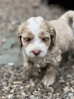 Cockapoo, a male Cocker Spaniel and Poodle - Miniature  for sale in Albion, NY – 5 of 10