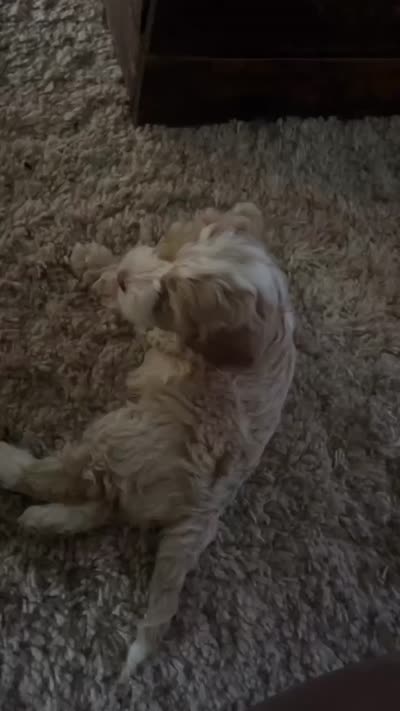 Cockapoo female, a female Cocker Spaniel and Poodle - Standard  for sale in Albion, NY – 10 of 10