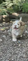 Cockapoo female, a female Cocker Spaniel and Poodle - Standard  for sale in Albion, NY – 6 of 10
