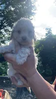Cockapoo, a female Cocker Spaniel and Poodle - Miniature  for sale in Albion, NY – 1 of 8