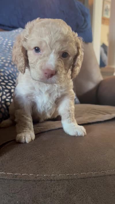 Cockapoo, a female Cocker Spaniel and Poodle - Miniature  for sale in Albion, NY – 6 of 6