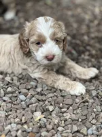 Cockapoo, a male Cocker Spaniel and Poodle - Miniature  for sale in Albion, NY – 9 of 10