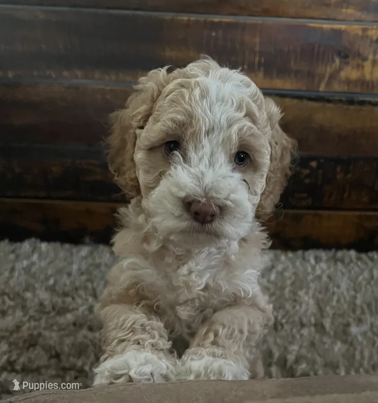 Cockapoo female – Cocker Spaniel, Poodle - Standard  puppy for sale in Albion, NY