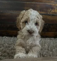 Cockapoo female, a female Cocker Spaniel and Poodle - Standard  for sale in Albion, NY – 1 of 10