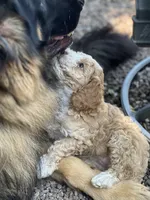 Cockapoo female, a female Cocker Spaniel and Poodle - Standard  for sale in Albion, NY – 7 of 10