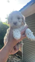 Cockapoo, a male Cocker Spaniel and Poodle - Miniature  for sale in Albion, NY – 2 of 10