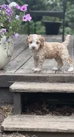 Cockapoo female, a female Cocker Spaniel and Poodle - Standard  for sale in Albion, NY – 8 of 10