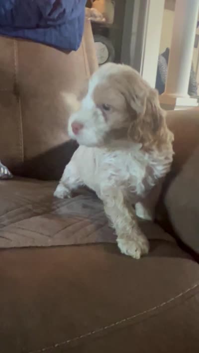 Cockapoo, a male Cocker Spaniel and Poodle - Miniature  for sale in Albion, NY – 10 of 10