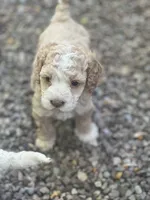 Cockapoo, a female Cocker Spaniel and Poodle - Miniature  for sale in Albion, NY – 5 of 10