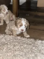 Cockapoo, a male Cocker Spaniel and Poodle - Miniature  for sale in Albion, NY – 6 of 10