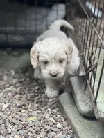 Cockapoo, a male Cocker Spaniel and Poodle - Miniature  for sale in Albion, NY – 4 of 10