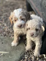 Cockapoo, a male Cocker Spaniel and Poodle - Miniature  for sale in Albion, NY – 4 of 10