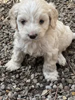 Cockapoo, a male Cocker Spaniel and Poodle - Miniature  for sale in Albion, NY – 8 of 10