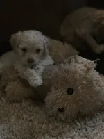 Cockapoo, a male Cocker Spaniel and Poodle - Miniature  for sale in Albion, NY – 2 of 10