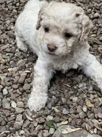 Cockapoo, a female Cocker Spaniel and Poodle - Miniature  for sale in Albion, NY – 5 of 8